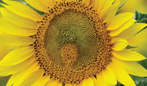 Veolia - "Environmental Passion"