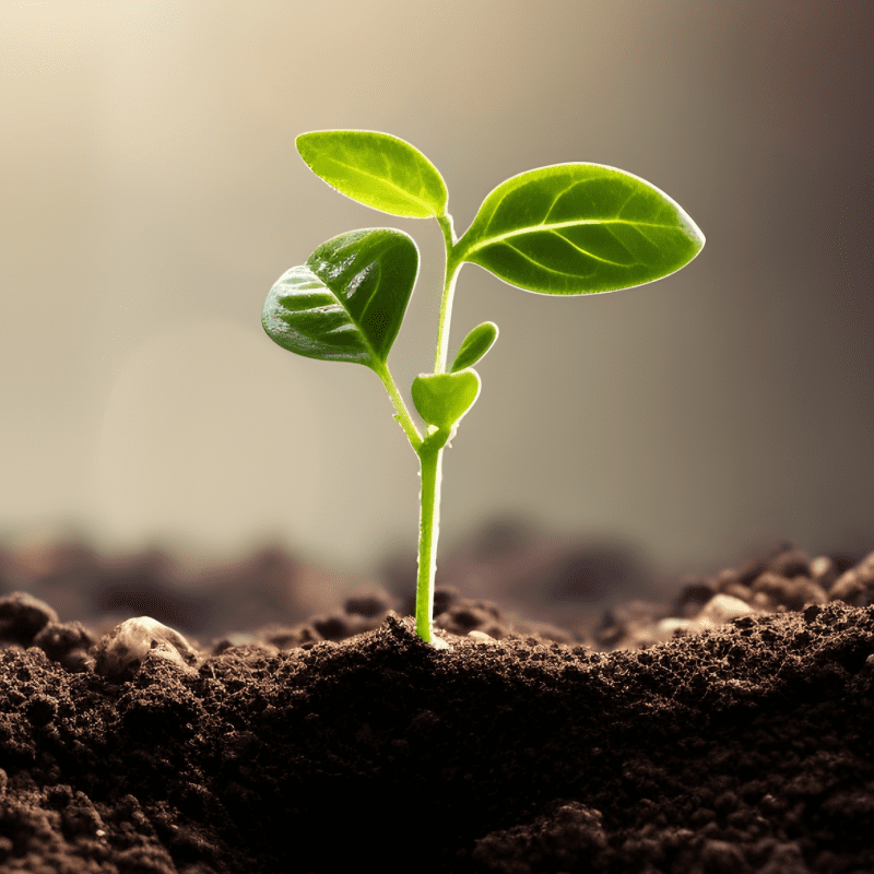 sprout coming out of the ground